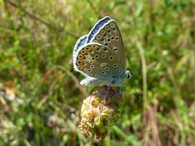 Polyommatus (Polyommatus) thersites